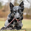 A black and white dog with blue eyes happily chews on a 12-Inch Thin Bully Stick from Best Bully Sticks while lying on the grass outside.