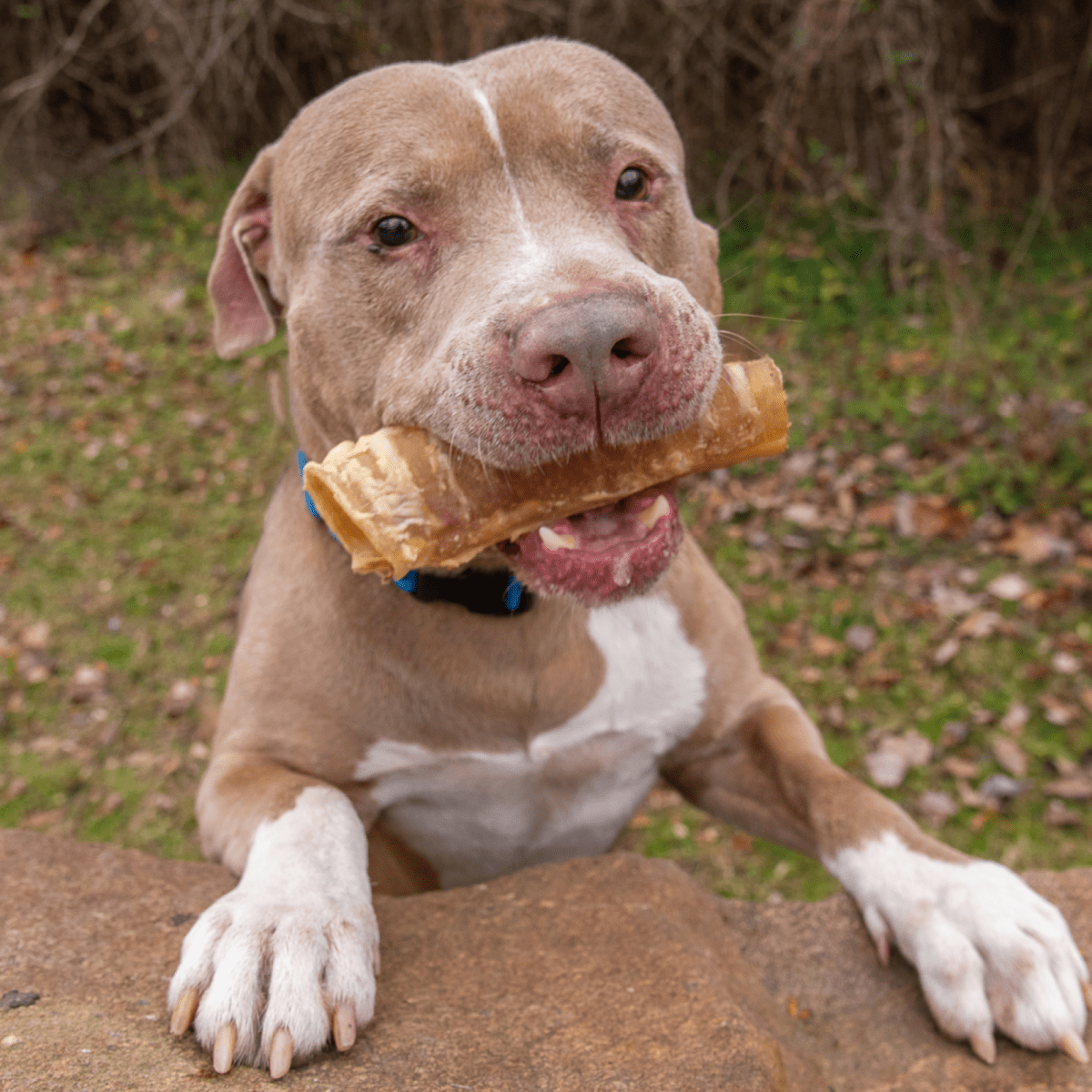 Best chews for pitbulls best sale