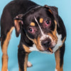 A black and brown dog with a white chest gazes at the camera against a blue background, happily holding a 4-Inch Odor-Free Bully Stick from Best Bully Sticks in its mouth, showcasing healthy teeth and gums.