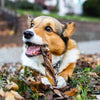 A dog laying on the ground with a 6-Inch Braided Bully Stick from Best Bully Sticks in its mouth.