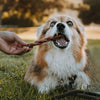 A dog chewing on a 6-Inch Braided Bully Stick in the grass from Best Bully Sticks.