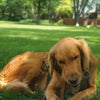 In a park, a golden retriever contentedly chews on a 6-Inch Jumbo Odor-Free Bully Stick from Best Bully Sticks, with trees and a fence outlining the backdrop.