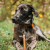 A brindle dog, adorned with a colorful bandana, lounges on the grass with a 6-Inch Jumbo USA-Baked Odor-Free Bully Stick from Best Bully Sticks nestled between its front paws, gazing to the side.