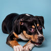 A black and tan dog with white markings is lying down, savoring a 6-Inch Odor-Free Bully Stick from Best Bully Sticks (5 Pack) against a light blue background.