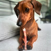 A brown dachshund lies on a gray cushion, happily chewing on a bully stick from the Best Bully Sticks 6-Inch Odor-Free Bully Sticks (5 Pack), securing it with its front paws.