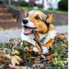 A corgi dog chewing on a 6-Inch Standard Braided Gullet Stick (25 Pack) by Best Bully Sticks in the grass.