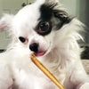 A small white and black dog eagerly chews on a 6-Inch Standard USA-Baked Odor-Free Bully Stick from Best Bully Sticks.