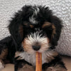 A fluffy black, brown, and white puppy is happily chewing on a Best Bully Sticks 6-Inch Thick Odor-Free Bully Stick with a textured, light-colored pillow in the background.