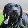 A Black Labrador puppy enjoys chewing on a 6-Inch Thin Bully Stick from Best Bully Sticks while lying on the grass, savoring the simple joy of all-natural chews.