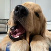 A close-up shows a golden retriever puppy nibbling on a Best Bully Sticks 6-Inch Thin Odor-Free Bully Stick, with its mouth open to reveal its teeth and tongue.