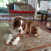 A dog lies on a patterned rug, enjoying a 7 to 10-Inch Curly Bully Stick by Best Bully Sticks. High in protein, this chew keeps him entertained among wicker furniture and a background poster.