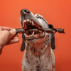 A dalmatian dog chewing on a 9-Inch Curly Collagen stick from Best Bully Sticks.