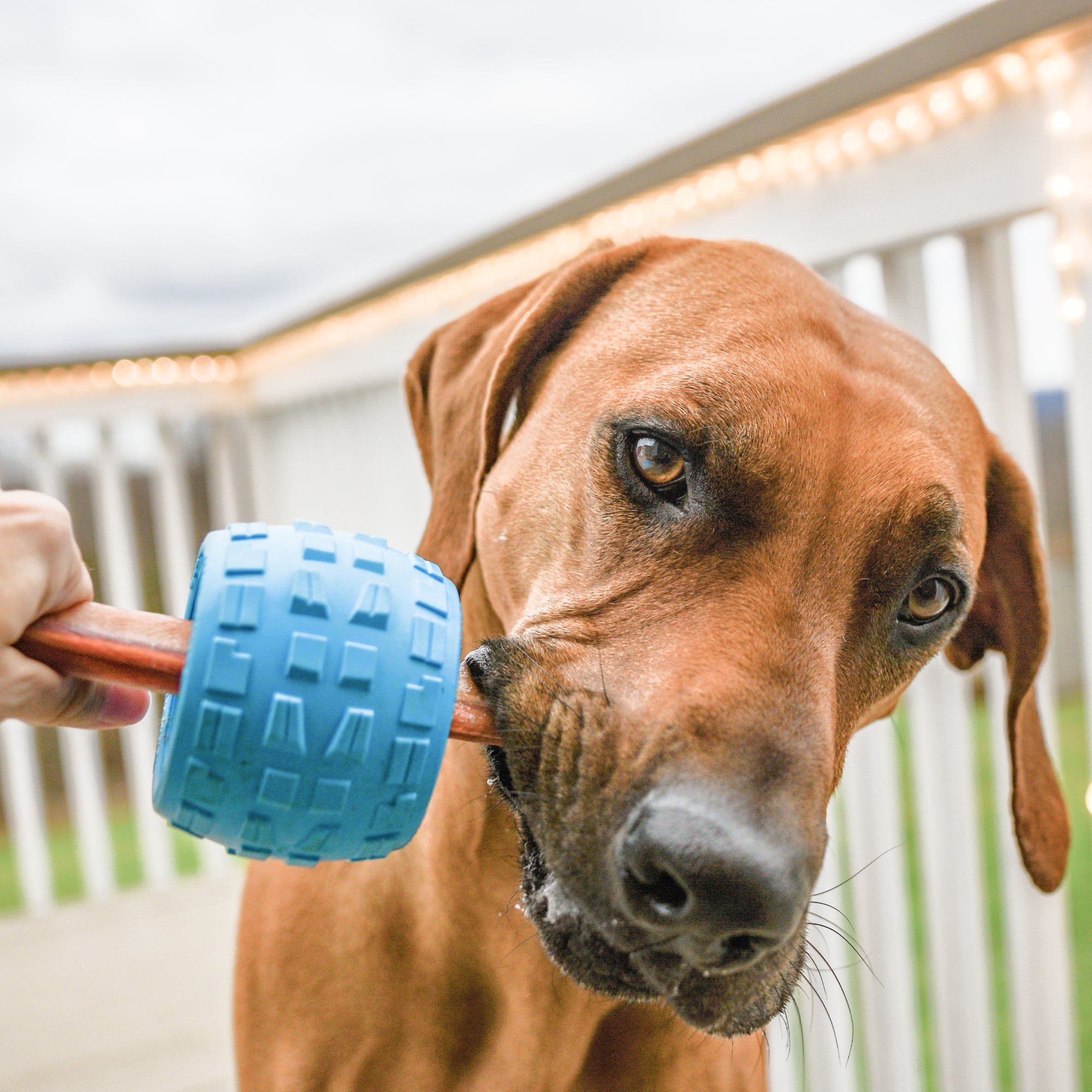 Tough Rubber Treat Holder and Chew Toy