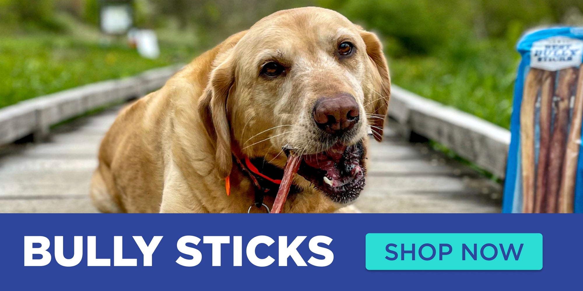 BULLY STICKS SHOP NOW