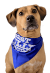 A dog wearing a Best Bully Sticks Bandana.