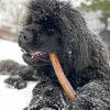 A power-chewing large black dog enjoys a chomp on the Biggest Bully Stick Ever - Limited Edition from Best Bully Sticks (3 Pack of 12 inch) while lying in the snow, with delicate snowflakes dusting its fur.