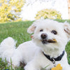 A white Bully Bite dog laying in the grass. Brand name: Best Bully Sticks.