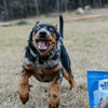 A dog in a field with a Best Bully Sticks Chews and Treats Value Grab Bag (1 lb).