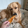 A golden retriever enjoying a Best Bully Sticks Chicken Jerky.