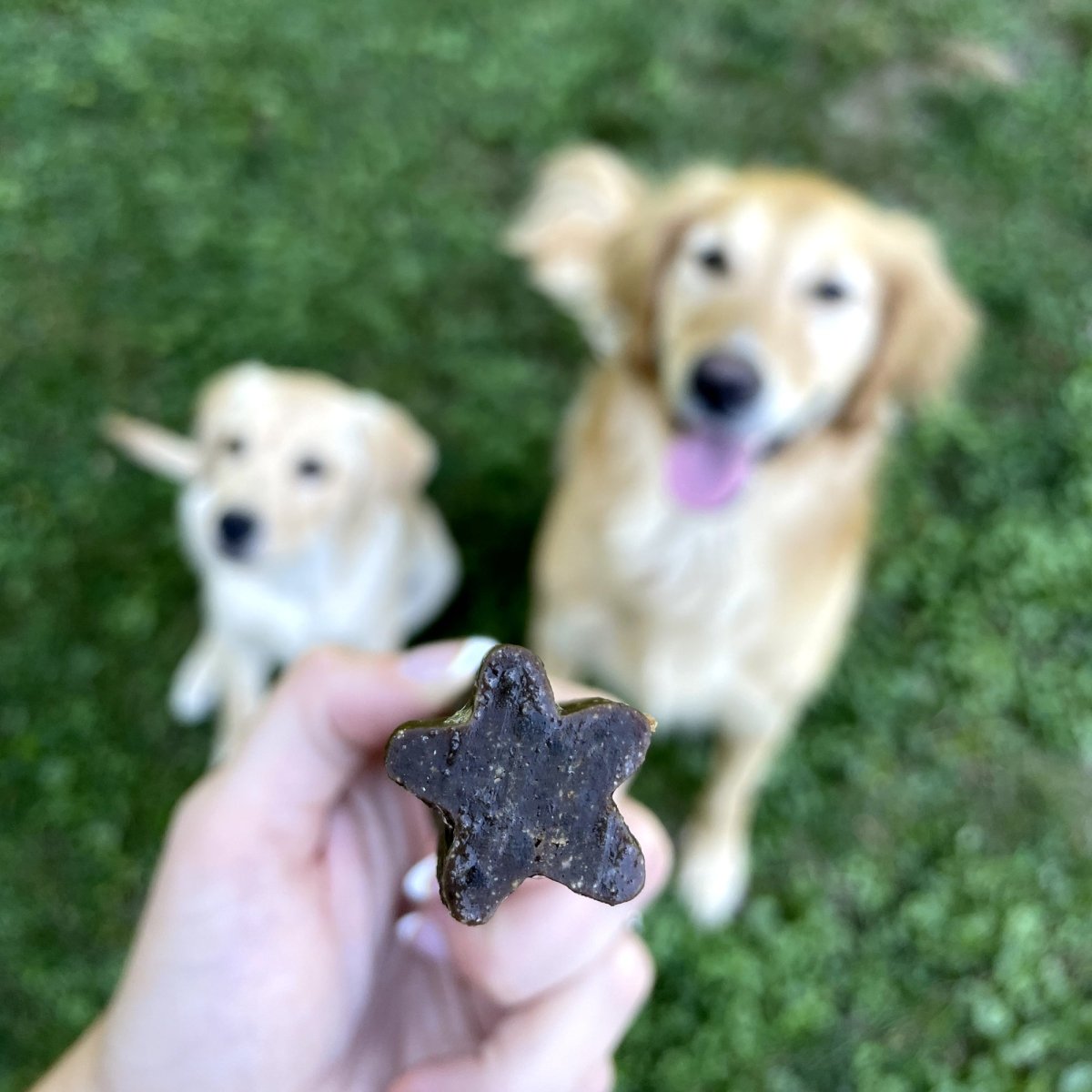 Doggie Dental Chew Best Bully Sticks