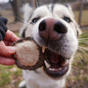 A husky dog eating an Elk Burr (1lb Mixed Bag) from Best Bully Sticks.