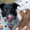 A Best Bully Sticks Hickory Smoked Sampler Box with its tongue sticking out of a piece of meat in the Holiday Dog Chew Box.