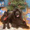 Two large black dogs wearing plaid bandanas sit in front of a decorated Christmas tree, surrounded by boxes of dog treats, including the Hickory Smoked Sampler Box from Best Bully Sticks.