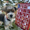 A small dog stands beside a Best Bully Sticks Holiday Dog Treat Advent Calendar under a snowy tree, eagerly anticipating the festive gift filled with all-natural treats.