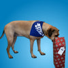 A dog wearing a bandana is sniffing a Best Bully Sticks Holiday Stocking Stuffer Treat Box.