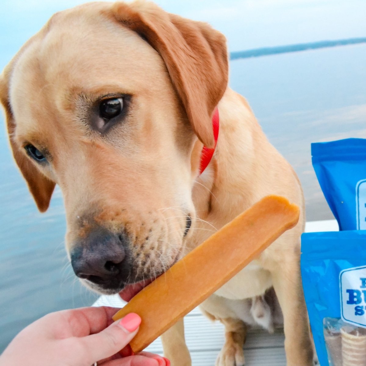 Yak Chews for Large Dogs Himalayan Chew Treats Best Bully Sticks