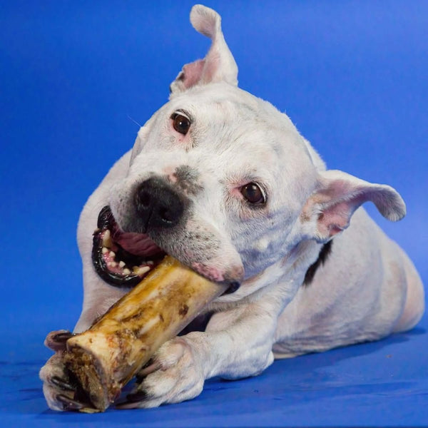 Good chew bones for dogs best sale