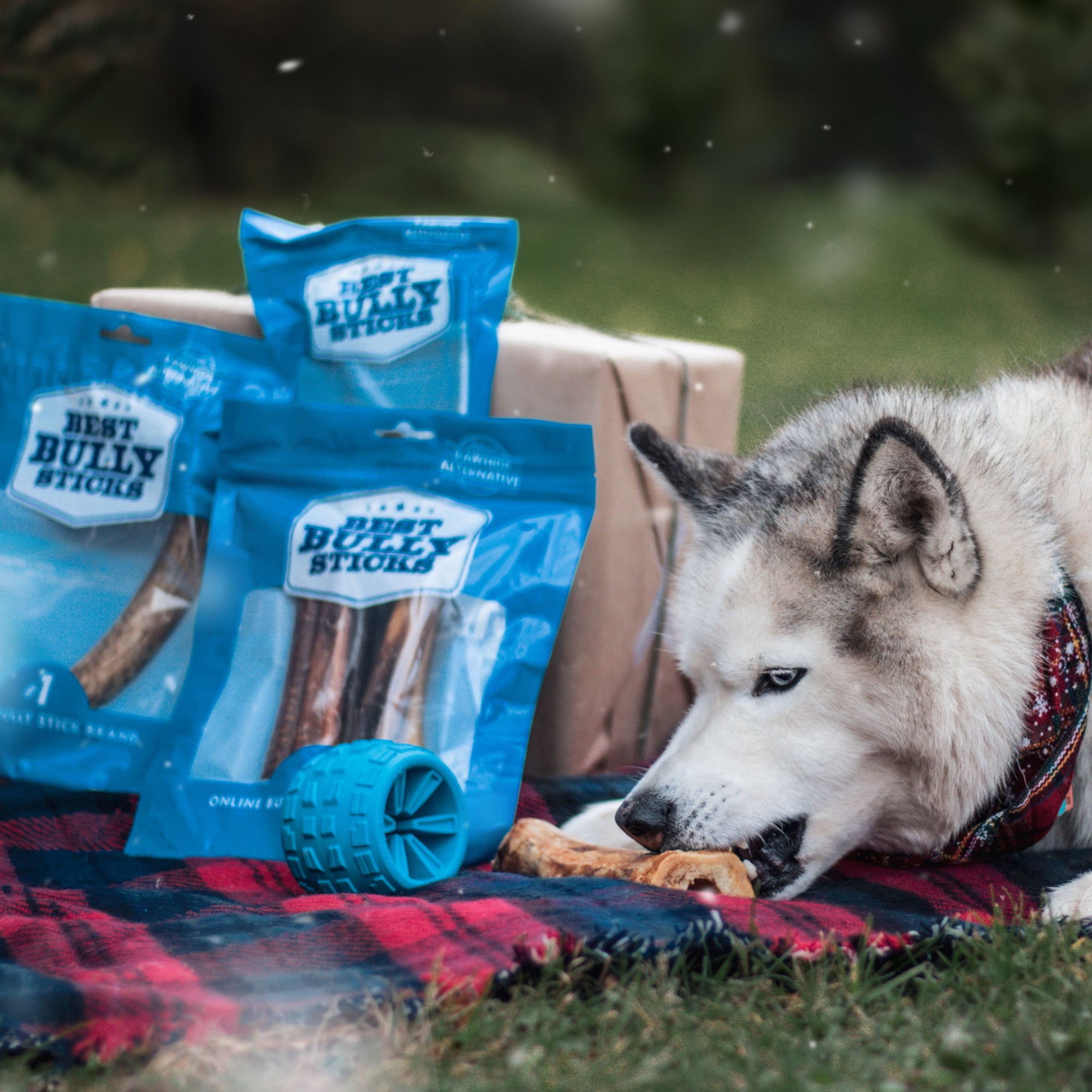 7 Christmas Gifts for Dogs   - Best Bully Sticks