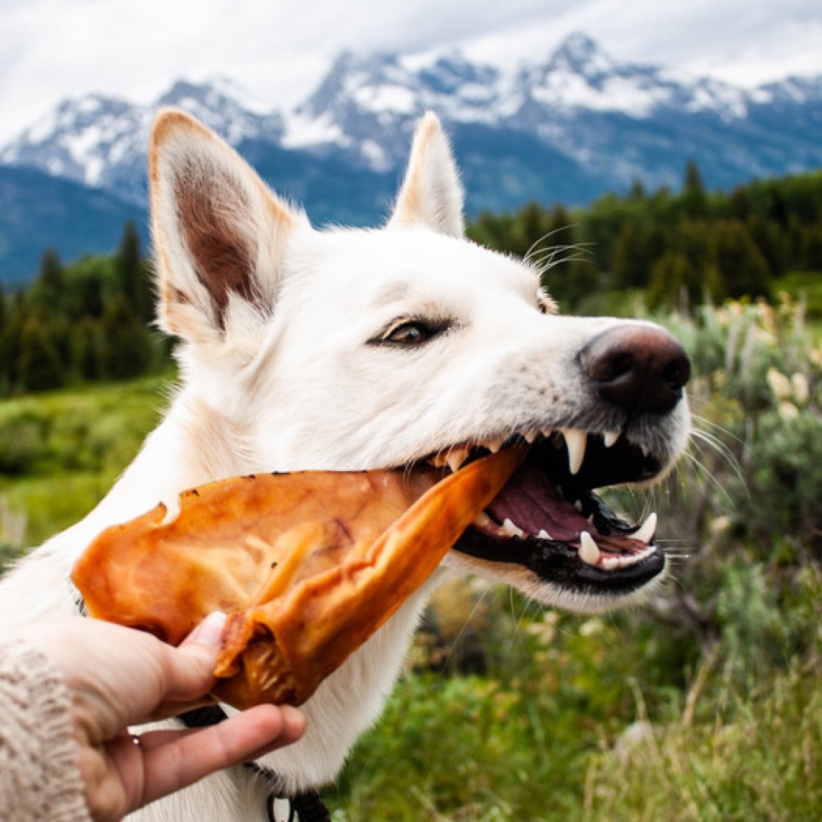 Pig Ear Dog Treat | Best Bully Sticks