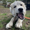 A white dog chewing on a Beef Stick by Best Bully Sticks in the grass.