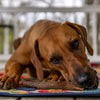 A brown dog laying on a an antler rug by Best Bully Sticks.