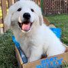 A white puppy sitting in a Best Bully Sticks&#39; The BEST Holiday Treats &amp; Chews Box filled with bully sticks and chews on the grass.