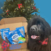 A puppy in front of a Christmas tree with The BEST Holiday Treats &amp; Chews Box from Best Bully Sticks for Puppy Love.