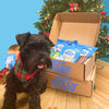 A dog is standing in front of a box of treats, eagerly chews on a bully stick from the Best Bully Sticks Holiday Treats &amp; Chews Box.