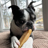A boston terrier chewing on a XL Himalayan Golden Yak Cheese Odor-Free (3 Pack) from Best Bully Sticks.